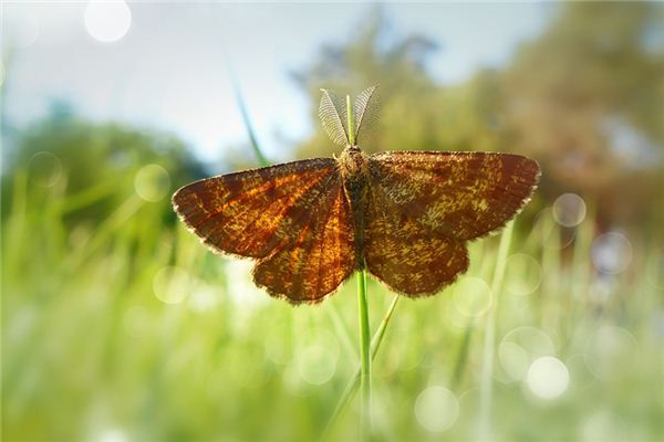 wildlife