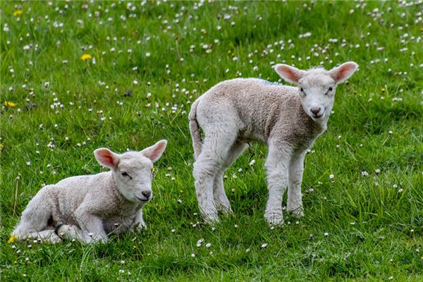 wildlife