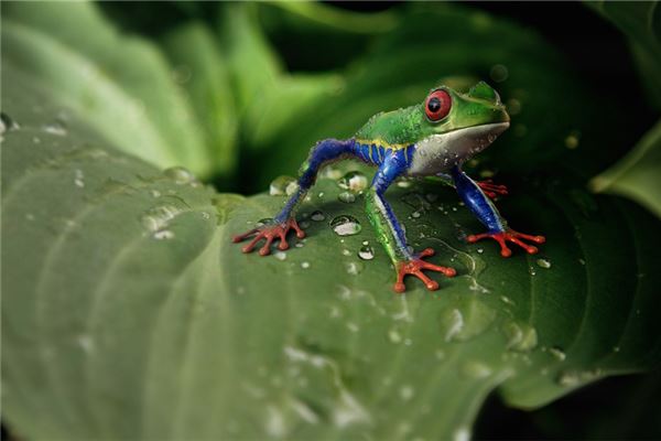 wildlife