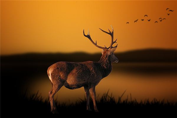 wildlife
